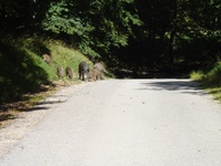 Wild Boars (Wildschweine) in the Lainzer Tiergarten