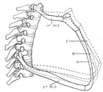 This is a plate from Gray's Anatomy. Unless stated otherwise, it is from the online edition of the 20th U.S. edition of Gray's Anatomy of the Human Body, originally published in 1918. Caption: Lateral view of first and seventh ribs in position, showing the movements of the sternum and ribs in A, ordinary expiration; B, quiet inspiration; C, deep inspiration. This image in the public domain because its copyright has expired. This applies worldwide.