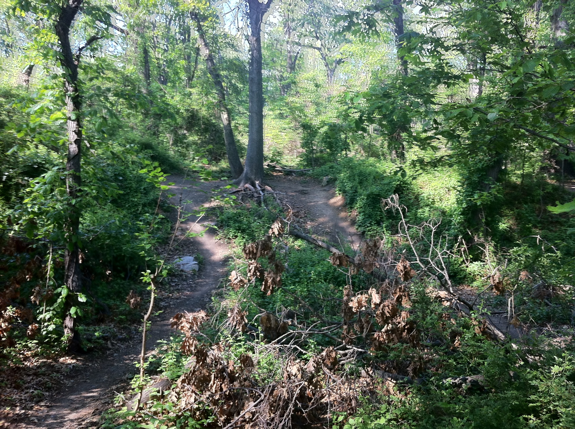 A "More Difficult" mountain bike trail in Cunningham Park